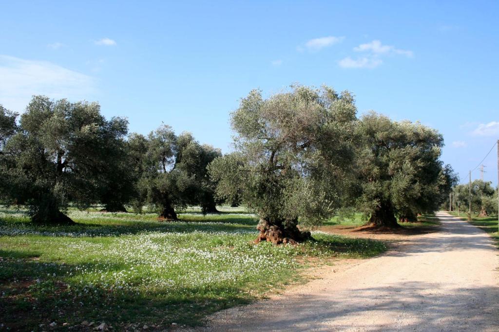 Masseria Morrone Ostuni Værelse billede